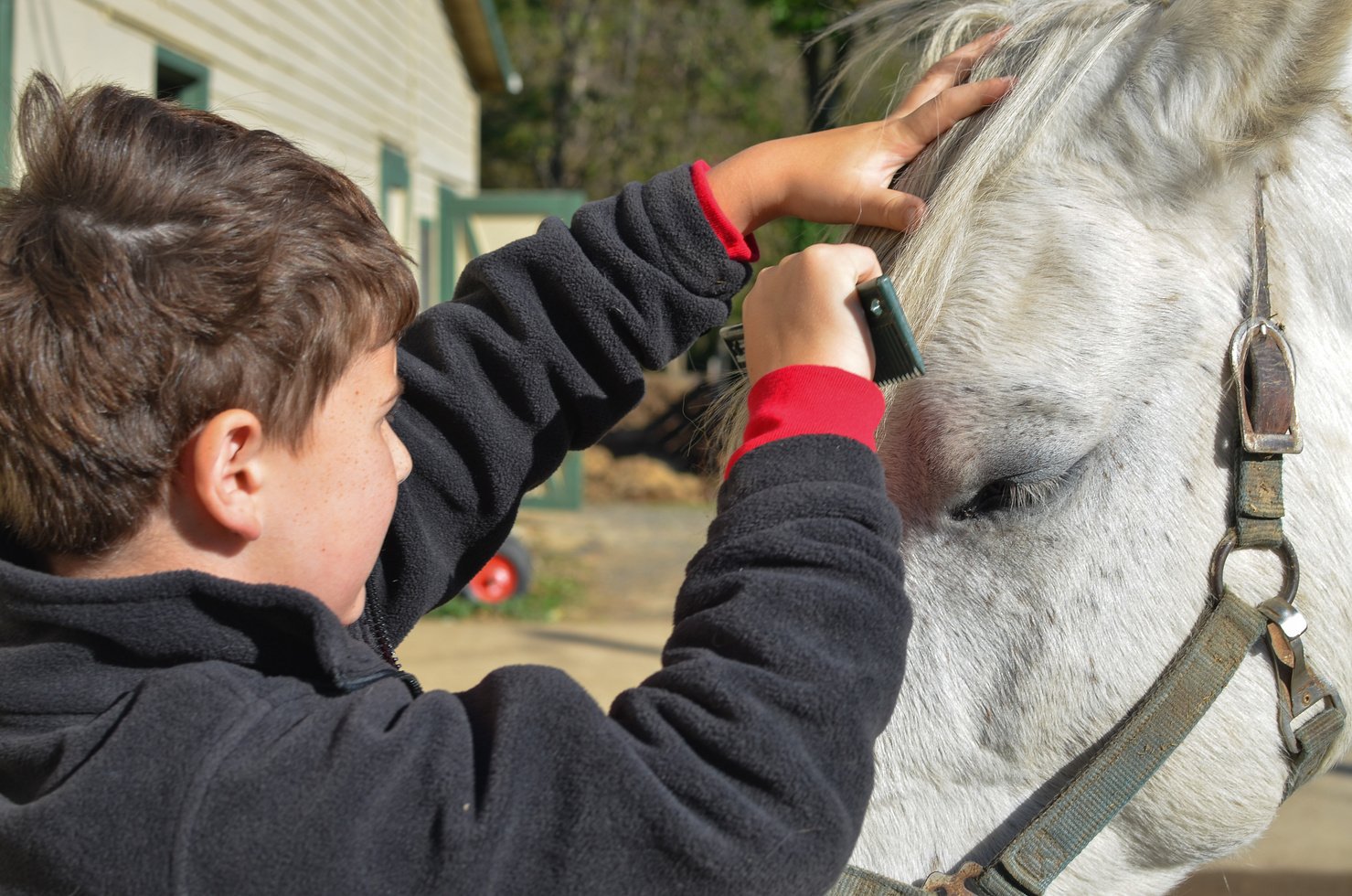 Boy grooming a white horse