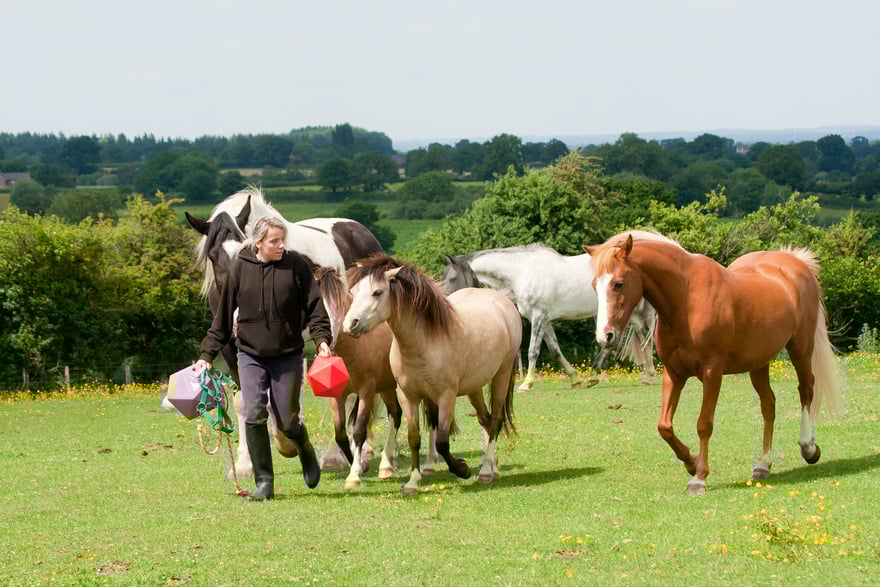 Sweets and treats follow me-girl leads group of horses